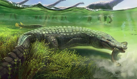 Paleontologia: conheça o Titanochampsa iorii – ‘O terror das águas maastrichtianas’
