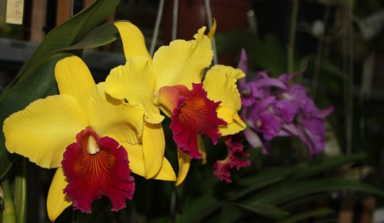 Exposição colore com orquídeas o Turcão I