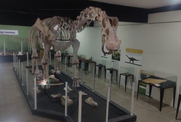 Museu de Paleontologia apresenta representação artística do “Titanossauro do Campestre”