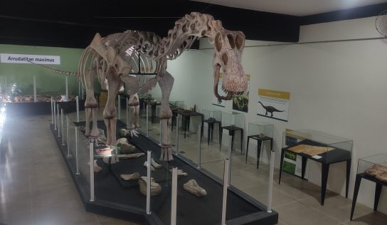 Museu de Paleontologia apresenta representação artística do “Titanossauro do Campestre”