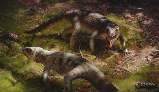 Nova espécie de Caipirasuchus é divulgada internacionalmente
